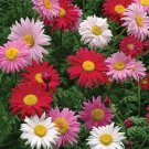 60 seeds Fresh Mix Pyrethrum Robinsons Colorful Flowers Tanacetum Coccineum