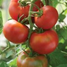100 seeds Sami Big Bright Red Tomato Hybrid F1 Fruit Seeds