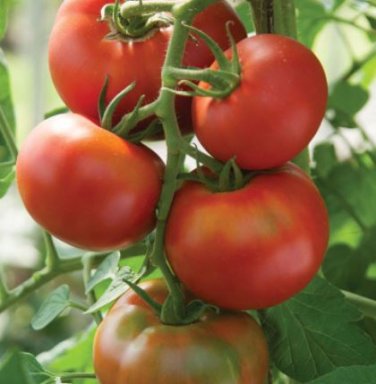 100 seeds Sami Big Bright Red Tomato Hybrid F1 Fruit Seeds
