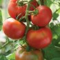 100 seeds Sami Big Bright Red Tomato Hybrid F1 Fruit Seeds
