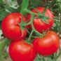 100 seeds Sami Big Bright Red Tomato Hybrid F1 Fruit Seeds
