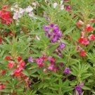 40 seeds Mix Colorful Garden Balsam Impatiens Balsamina Fresh Flower Seeds
