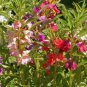 40 seeds Mix Colorful Garden Balsam Impatiens Balsamina Fresh Flower Seeds