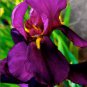 50 seeds Iris Plantas Seeds - Blackish Purple Double Flowers