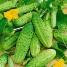 50 seeds Heirloom Autumn Spiny Little Cucumber Seeds, Al pack