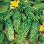 50 seeds Heirloom Autumn Spiny Little Cucumber Seeds, Al pack