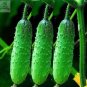 50 seeds Heirloom Autumn Spiny Little Cucumber Seeds, Al pack
