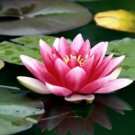 1 seeds Lewis Pink Nelumbo Nucifera Lotus Flower Pond Plant
