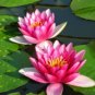 1 seeds Lewis Pink Nelumbo Nucifera Lotus Flower Pond Plant