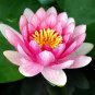 1 seeds Lewis Pink Nelumbo Nucifera Lotus Flower Pond Plant