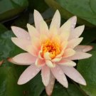 1 seeds  Nymphaea Eldorado Asian Orange Water Lily Pad Flower Pond Seeds