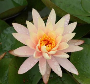 1 seeds  Nymphaea Eldorado Asian Orange Water Lily Pad Flower Pond Seeds