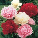 40 seeds Mix Carnation Flower Seeds Dianthus Caryophyllus