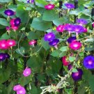 20 seeds Mix Morning Glory Ipomoea Nil Climbing Vines