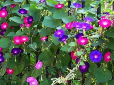 20 seeds Mix Morning Glory Ipomoea Nil Climbing Vines