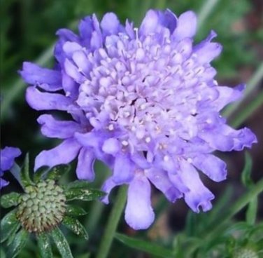 20 seeds Purple Scabiosa Flower Seeds