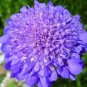 20 seeds Purple Scabiosa Flower Seeds
