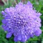 20 seeds Purple Scabiosa Flower Seeds