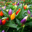 20 seeds Colorful Ornamental Pepper Mini Bubble Rainbow Garden Seed