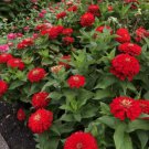 50 seeds Red Zinnia Elegans Common Zinnia Youth-and-Old-Age