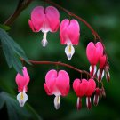 5 Seeds Dicentra Spectabilis Mixed Bleeding Heart