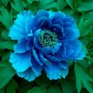 5 Seeds Blue Peony rare ornamental new dark blue big blooms