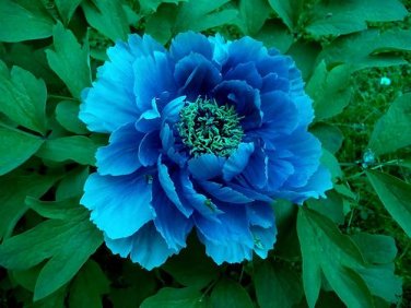 5 Seeds Blue Peony rare ornamental new dark blue big blooms