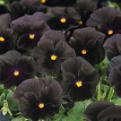 30 Seeds Black Pansy