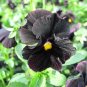 30 Seeds Black Pansy