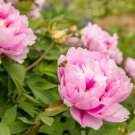 5 Seeds Peony Light Pink Big Flowering Flower