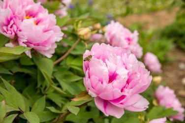 5 Seeds Peony Light Pink Big Flowering Flower