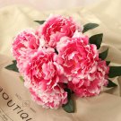 5 Seeds Peony 'Silky Flag' Bi-colored Flower