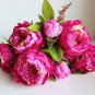 5 Seeds Peony 'Silky Flag' Bi-colored Flower