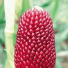 10 Seeds Strawberry Red Popcorn Seeds Original Pack
