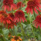 200 Seeds Echinacea Mixed 9 Colors Big Blooms Perennial Flower
