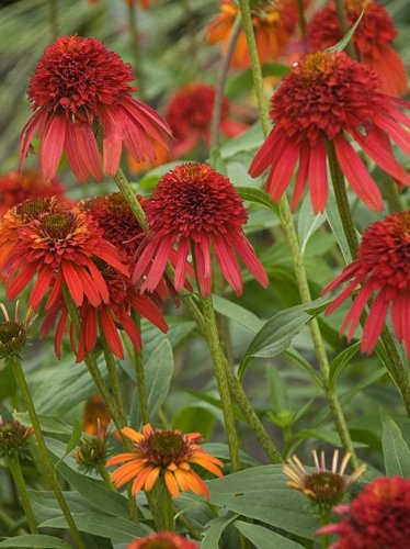 200 Seeds Echinacea Mixed 9 Colors Big Blooms Perennial Flower
