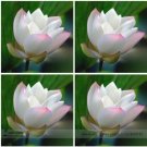 1 Seeds Heirloom White Nelumbo Nucifera