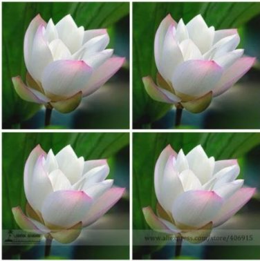 1 Seeds Heirloom White Nelumbo Nucifera
