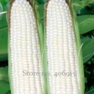 10 Seeds Fruits and Vegetables Silver Glutinous Corn Seed White Waxy Corn