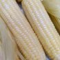 10 Seeds Fruits and Vegetables Silver Glutinous Corn Seed White Waxy Corn