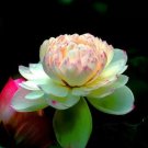 1 Seeds Rare Heirloom Light Yellow Nelumbo Nucifera Lotus with Red Top Flower