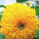 15 Seeds Heirloom 'Jubilance' Yellow Golden Ornamental Sunflower Seeds