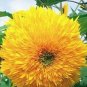 15 Seeds Heirloom 'Jubilance' Yellow Golden Ornamental Sunflower Seeds
