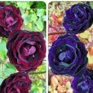 50 Seeds Mixed Purple Blue Big Blooming Climbing Rose Shrub Seeds