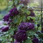 50 Seeds Mixed Purple Blue Big Blooming Climbing Rose Shrub Seeds