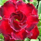 2 Seeds Rosemarie Dark Red Desert Rose Adenium Obesum Seeds