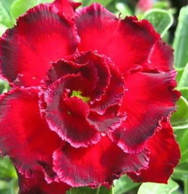 2 Seeds Rosemarie Dark Red Desert Rose Adenium Obesum Seeds