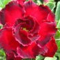 2 Seeds Rosemarie Dark Red Desert Rose Adenium Obesum Seeds