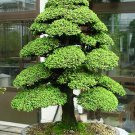 30 Seeds Bonsai Japanese Red Cedar - Cryptomeria Japonica