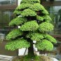 30 Seeds Bonsai Japanese Red Cedar - Cryptomeria Japonica